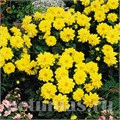 Георгина Figaro Yellow Shades - 10 шт 10593 - фото 838