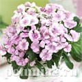 Гвоздика Diabunda Pink Pearl - 5 шт 10550 - фото 848