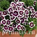 Гвоздика Diabunda Purple Picotee - 5 шт 10552 - фото 850