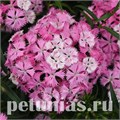 Гвоздика Rockin' Pink Magic - 3 шт 10556 - фото 854