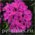 Гвоздика Rockin' Purple - 3 шт 10557 - фото 855