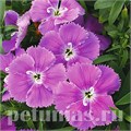 Гвоздика Diana Blueberry - 5 шт 10560 - фото 858