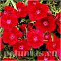 Гвоздика Diana Crimson - 5 шт 10561 - фото 859