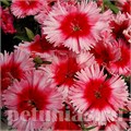 Гвоздика Diana Scarlet Picotee - 5 шт 10565 - фото 863
