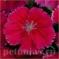 Гвоздика Corona Cherry Red - 5 шт 10566 - фото 864