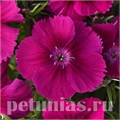 Гвоздика Corona Purple - 5 шт 10567 - фото 865