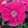 Гвоздика Corona Rose - 5 шт 10568 - фото 866