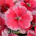 Гвоздика Corona Strawberry - 5 шт 10569 - фото 867