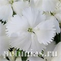 Гвоздика Corona White - 5 шт 10570 - фото 868