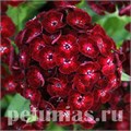 Гвоздика Dash Crimson - 3 шт 10572 - фото 870