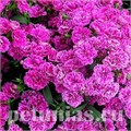 Гвоздика Dinasty Orchid - 5 шт 10576 - фото 874
