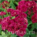 Гвоздика Dinasty Purple - 5 шт 10578 - фото 876