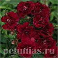 Гвоздика Dinasty Red Improved - 5 шт 10579 - фото 877