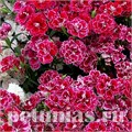 Гвоздика Dinasty Rose Lace - 5 шт 10580 - фото 878