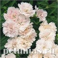 Гвоздика Dinasty White Blush - 5 шт 10581 - фото 879