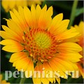 Гайлардия Mesa Peach - 5 шт 10527 - фото 885