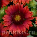 Гайлардия Mesa Red - 5 шт 10528 - фото 886