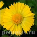 Гайлардия Mesa Yellow - 5 шт 10529 - фото 887