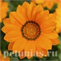 Гацания Big Kiss Orange - 5 шт 10531 - фото 888