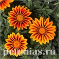Гацания Big Kiss Orange Flame - 5 шт 10532 - фото 889