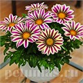 Гацания Big Kiss White Flame - 5 шт 10534 - фото 891