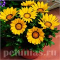 Гацания Big Kiss Yellow  - 5 шт 10535 - фото 892