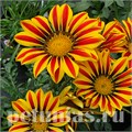 Гацания Big Kiss Yellow Flame - 5 шт 10536 - фото 893