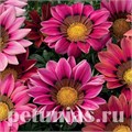 Гацания Kiss Rose - 5 шт 10537 - фото 894