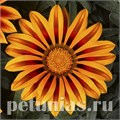 Гацания Kiss Frosty Orange Flame - 5 шт 10538 - фото 895