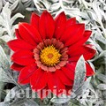 Гацания Kiss Frosty Red - 5 шт 10539 - фото 896