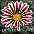 Гацания Kiss Frosty White Flame - 5 шт 10541 - фото 898