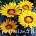 Гацания Kiss Frosty Yellow - 5 шт 10542 - фото 899