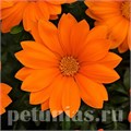 Гацания New Day Clear Orange - 5 шт 10543 - фото 900
