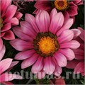 Гацания New Day Pink Shades - 5 шт 10544 - фото 901