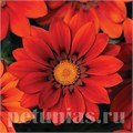 Гацания New Day Red Shades - 5 шт 10545 - фото 902