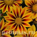 Гацания New Day Red Stripe - 5 шт 10546 - фото 903