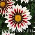 Гацания New Day Rose Stripe - 5 шт 10547 - фото 904