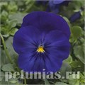Виола Cool Wave Blue - 3 шт 10374 - фото 912