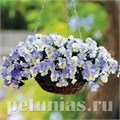 Виола Cool Wave Frost - 3 шт 10378 - фото 915