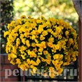 Виола Cool Wave Golden Yellow - 3 шт 10379 - фото 916