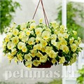 Виола Cool Wave Lemon Improved - 3 шт 10380 - фото 917