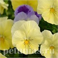 Виола Cool Wave Lemon Surprise - 3 шт 10381 - фото 918