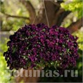 Виола Cool Wave Purple - 3 шт 10383 - фото 920
