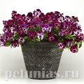 Виола Cool Wave Raspberry - 3 шт 10384 - фото 921