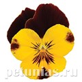 Виола Cool Wave Sunshine 'N Wine - 3 шт 10388 - фото 925