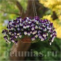 Виола Cool Wave Violet Wing - 3 шт 10389 - фото 926