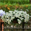 Виола Cool Wave White - 3 шт 10390 - фото 927