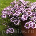 Вербена Obsession Twister Purple - 5 шт 10347 - фото 931