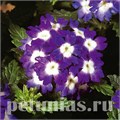 Вербена Obsession Blue with Eye - 5 шт 10350 - фото 934
