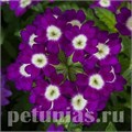 Вербена Obsession Purple Shades with Eye - 5 шт 10353 - фото 937